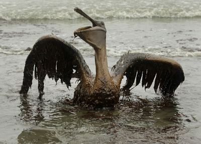 Results of Horizon oil spill in Gulf of Mexico, 2011.
