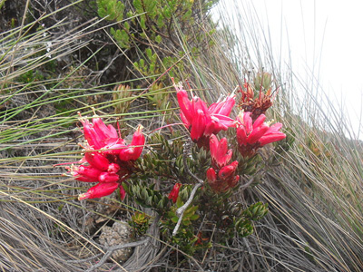 The ecosystems of the northern Andes were formed over millions of years creating the world’s highest natural ecosystem. The paramo has a greater variety of plants than any other mountain ecosystem on Earth.