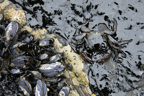 The area along the Santa Barbara coast where the recent oil spill occurred is rich in marine life, such as these mussels and crab.