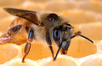 European honeybee wtih Varroa mite on back.