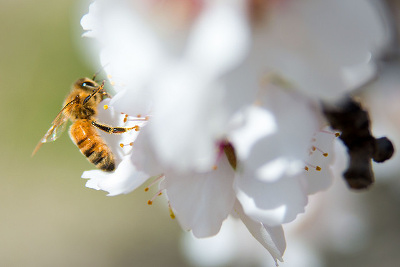 Pollinating a blossom in an almond orchard.