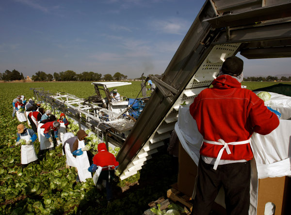 Farm workers at a U.S.-owned lettuce plantation, Guanajuato, Mexico, March 2008. (AP photo)