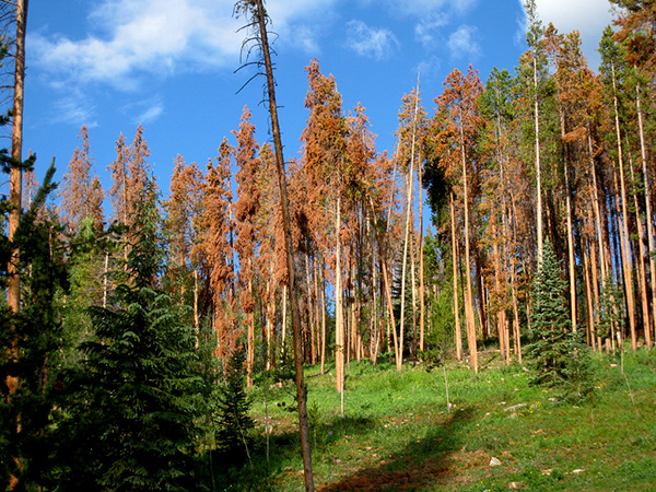 Lodgepole pines killed by the pine bark beetle.
(Credit: V Smoothe/Creative Commons)