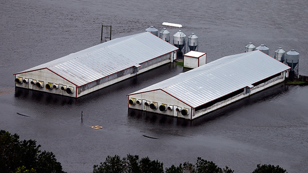Pig farms in Lumberton, North Carolina, remain flooded after hurricane Florence.